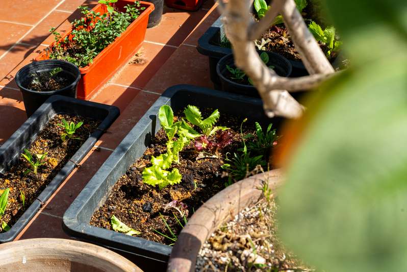 A hand placing a small potted herb into a rustic wooden planter on a garden bench